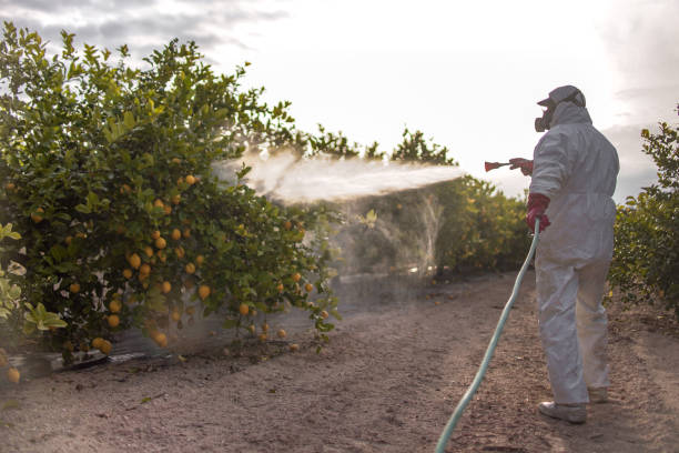 Best Pest Removal Services  in Itasca, TX