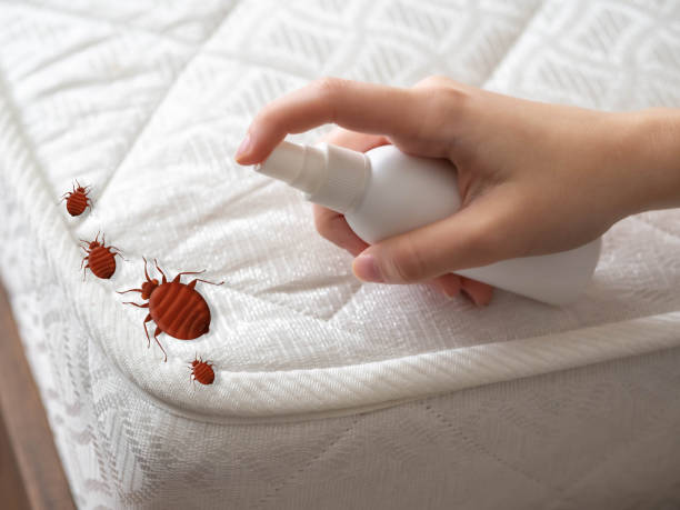 Best Pest Inspection Near Me  in Itasca, TX